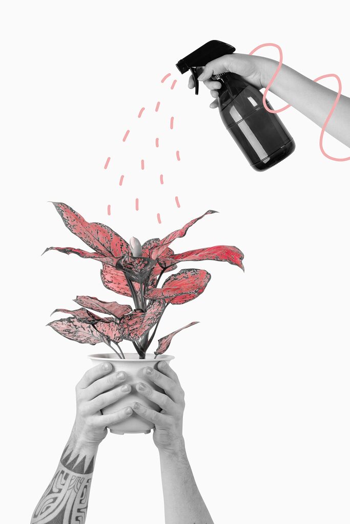 misting a houseplant remix illustration graphic